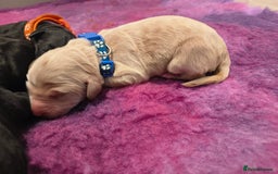 Labradoodle dogs for sale: Australian Labradoodle Puppies - Image 6