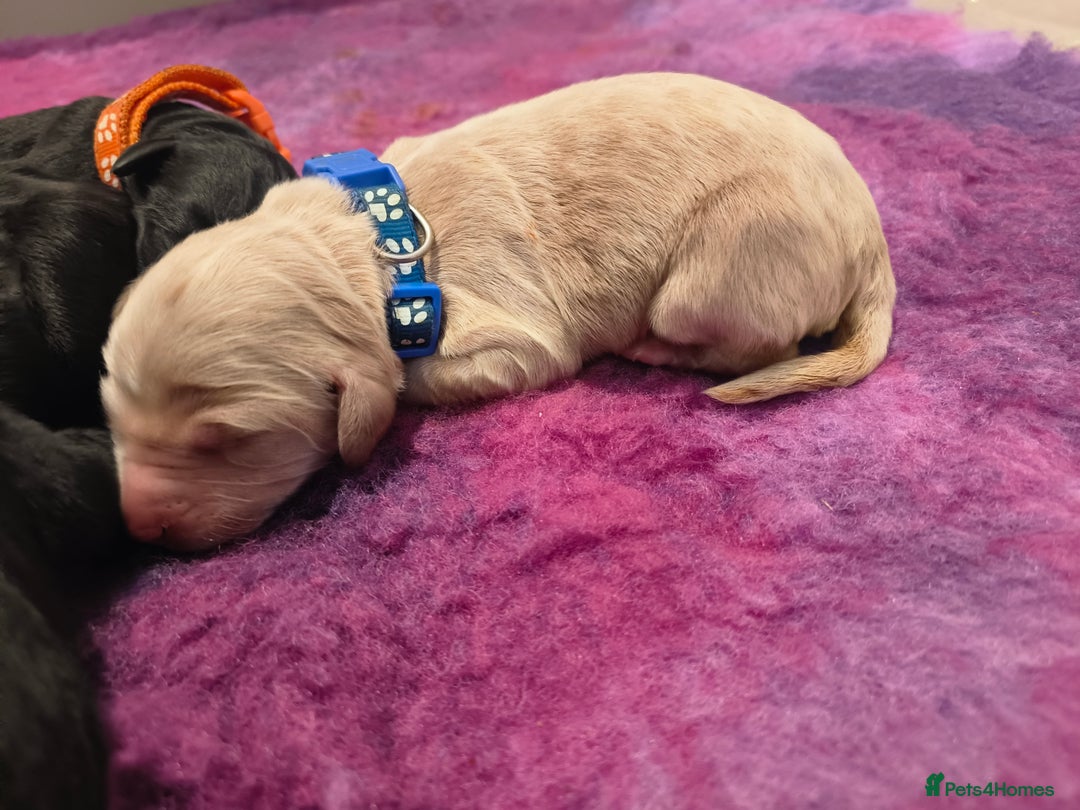 Labradoodle dogs for sale: Australian Labradoodle Puppies - Image 6