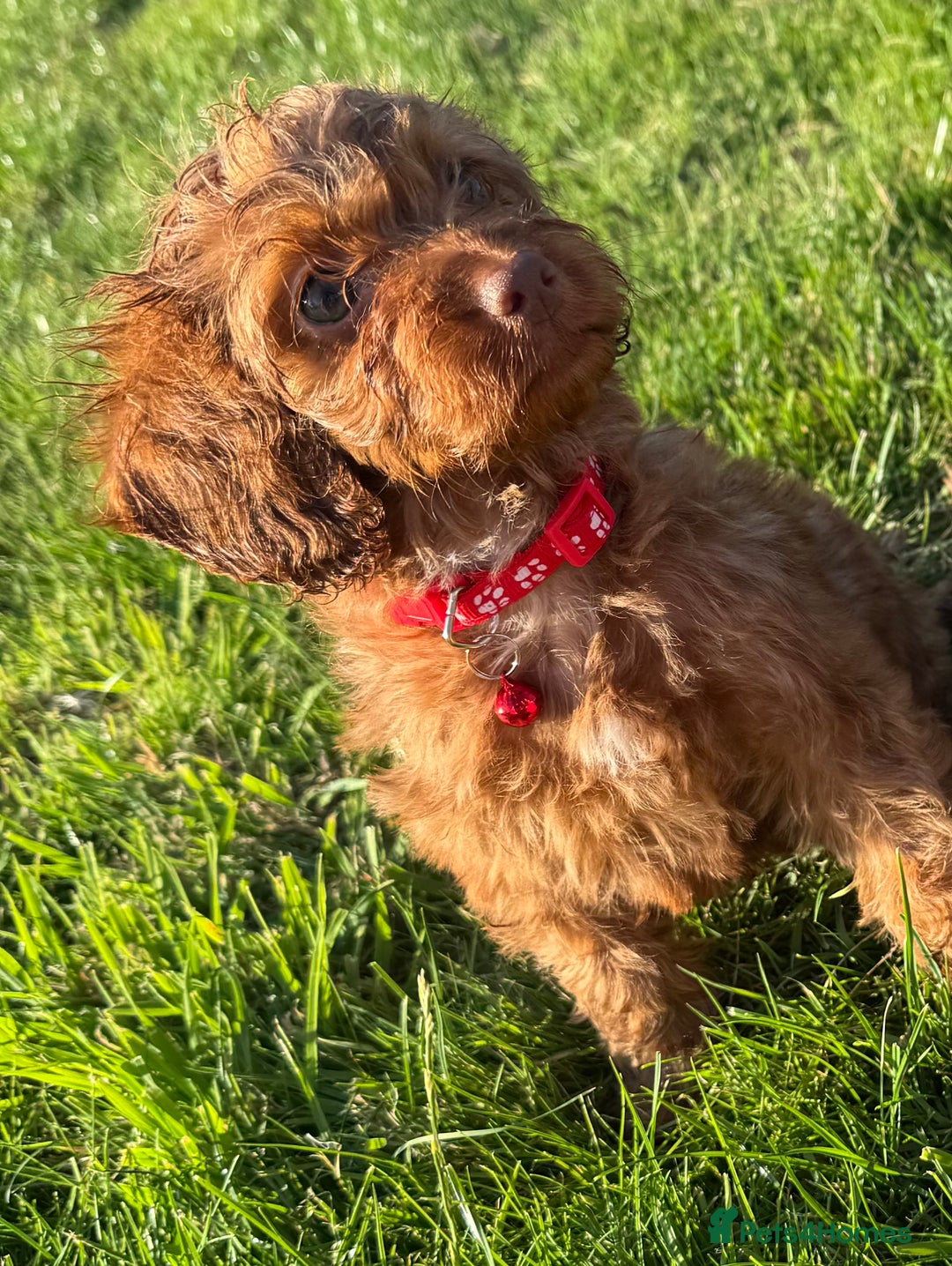 Cockapoo dogs for sale: Stunning Fox Red f1 cockapoo puppies  - Image 16