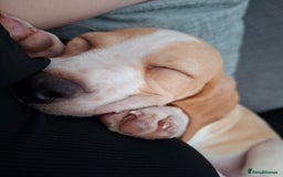 Beagle dogs for sale: Beagle puppy 11 weeks - Image 1