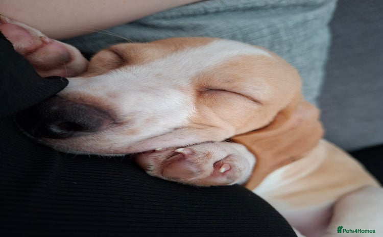 Beagle dogs - Advert 5