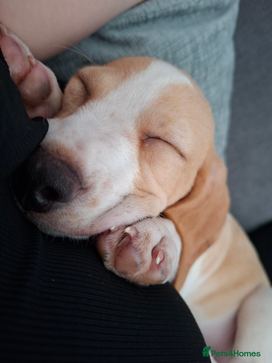 Beagle dogs for sale: Beagle puppy 11 weeks - Image 1