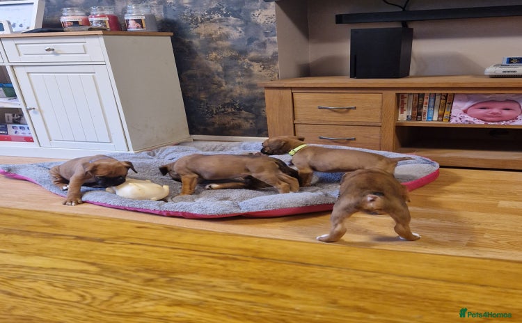 Boxer dogs - Advert 7
