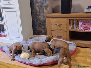 Boxer dogs - Advert 33