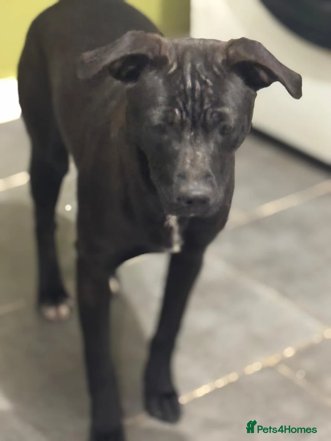 Mixed Breed dogs for adoption: Lovely Letti looking for love - Advert 2