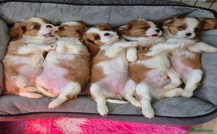 Cavalier King Charles Spaniel dogs Blemheim Parents, KC Registered CKC spaniels  - Advert 15