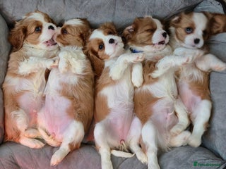 Cavalier King Charles Spaniel dogs Blemheim Parents, KC Registered CKC spaniels - Advert 12