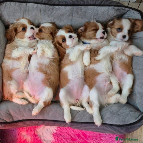 Cavalier King Charles Spaniel dogs Blemheim Parents, KC Registered CKC spaniels - Advert 15