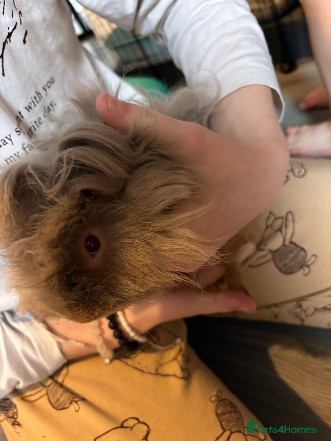 Guinea Pig rodents for sale: Male guinea pigs all different breeds  - Image 10