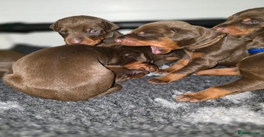 Dobermann dogs - Advert 1