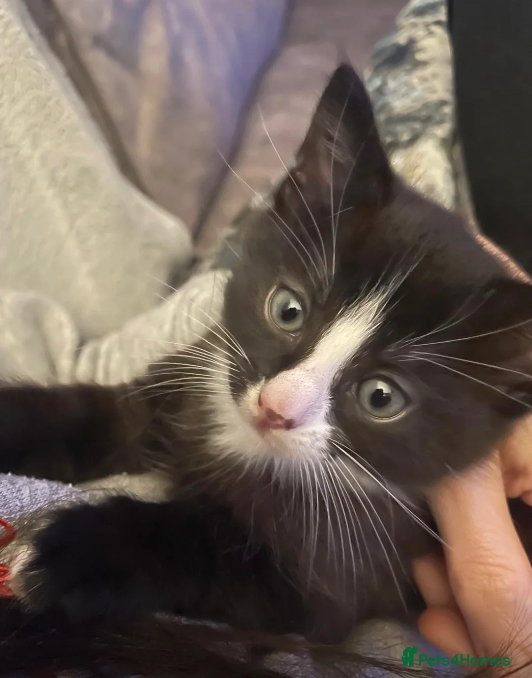 Mixed Breed cats for sale: Kitten for sale  in Eastleigh - Advert 2