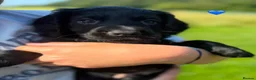 Cocker Spaniel dogs for sale: Working cocker spaniel puppies - Advert 20