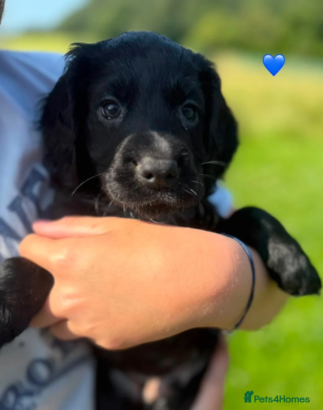 Cocker Spaniel dogs for sale: Working cocker spaniel puppies - Advert 12