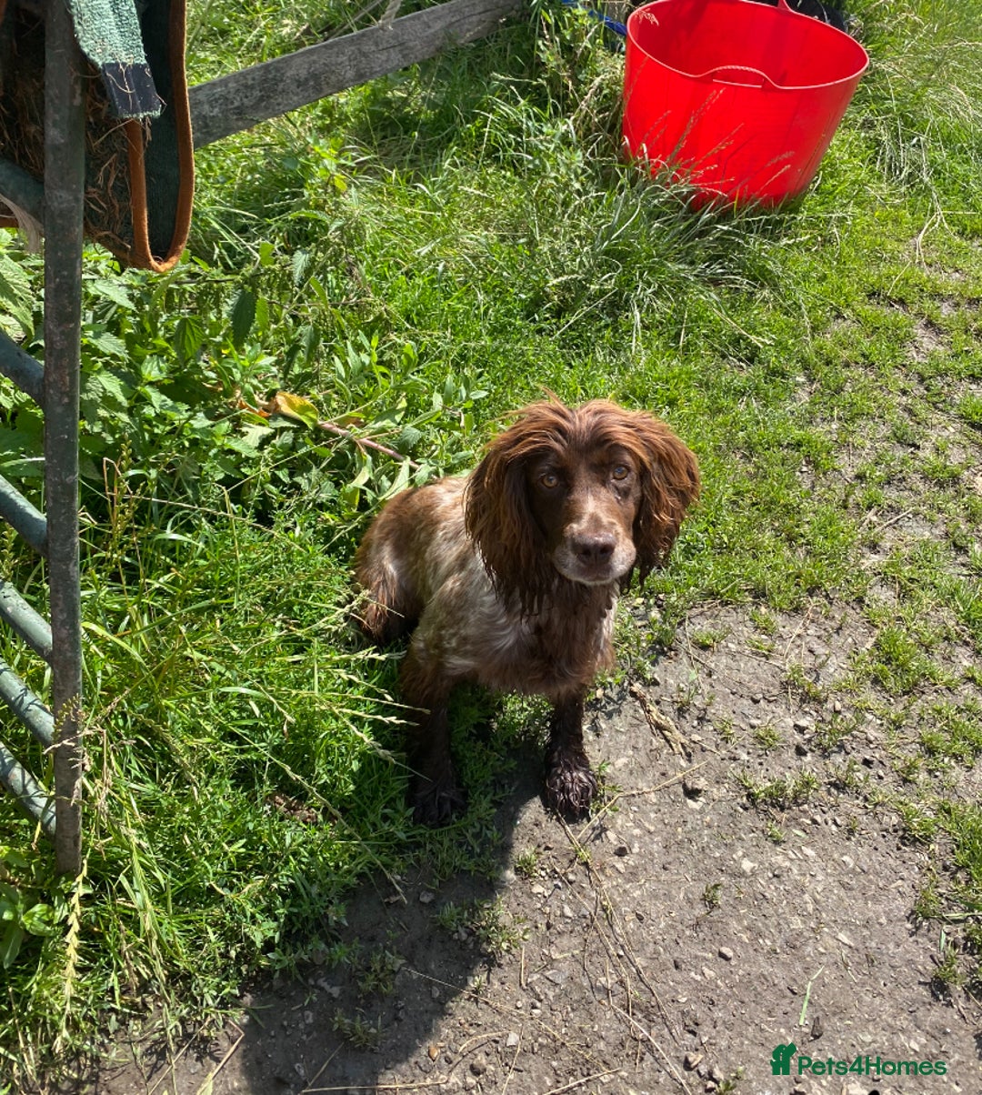 Cocker Spaniel dogs for sale: Cocker spaniel for sale  - Image 6
