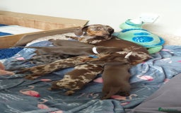 Dachshund dogs for sale: Miniature Daschund - Image 15