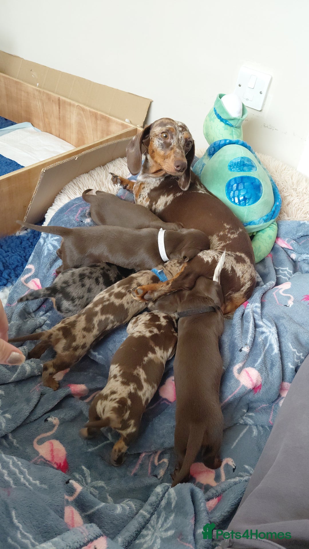 Dachshund dogs for sale: Miniature Daschund - Image 15