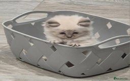 Ragdoll cats for sale: Ragdoll kittens - Image 8