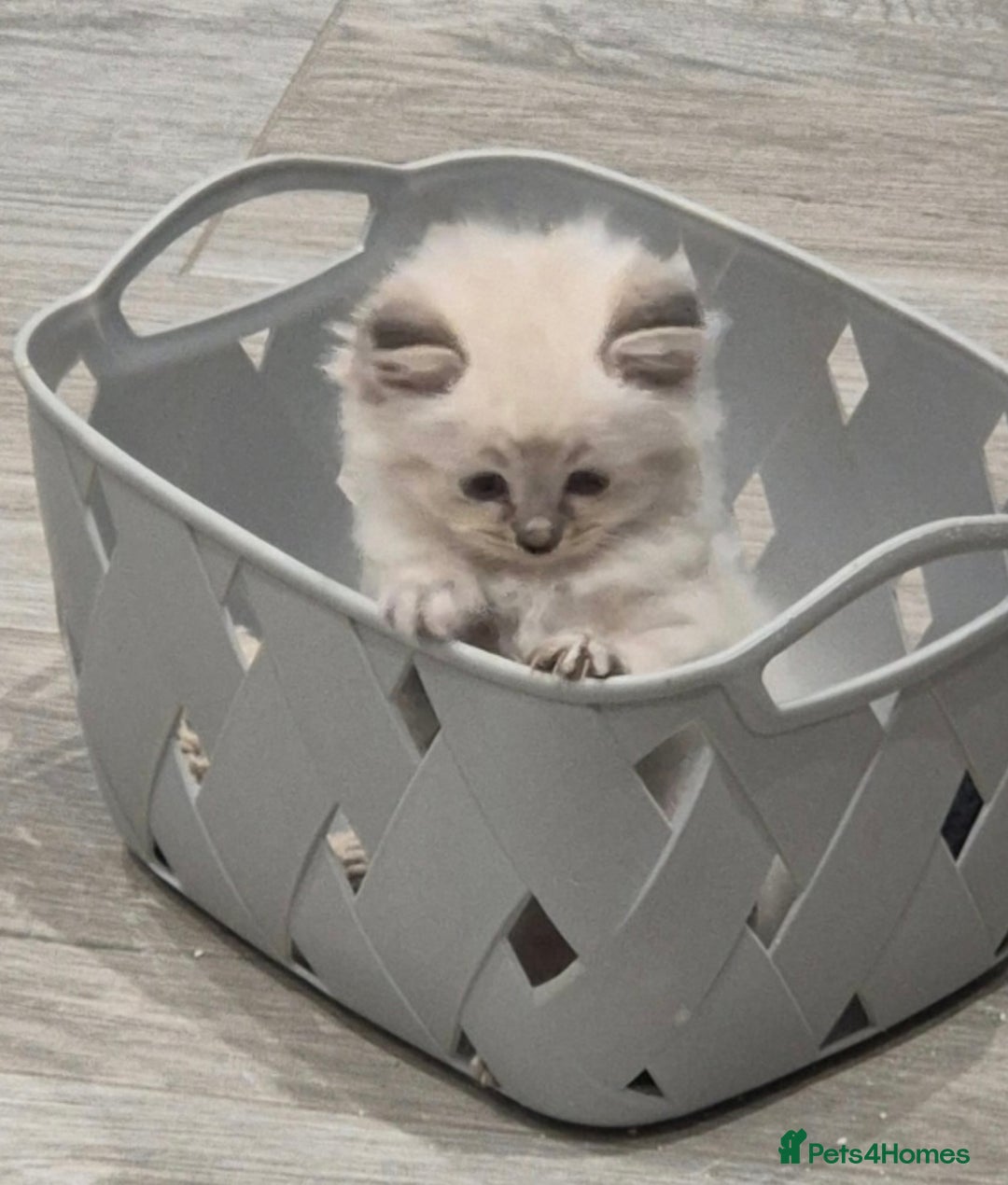 Ragdoll cats for sale: Ragdoll kittens - Image 8