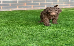 Mixed Breed dogs for sale: Goldendoodle/Australian double doodles  - Image 31