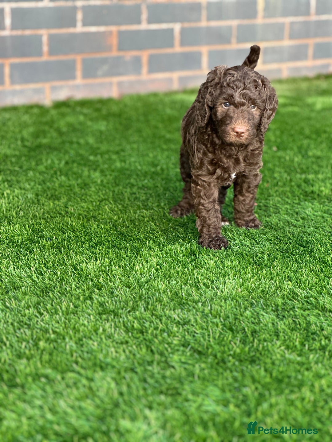 Mixed Breed dogs for sale: Goldendoodle/Australian double doodles  - Image 31