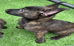 Belgian Shepherd Dog dogs for sale: Belgian malnois x Dutch sheppard puppies - Image 19