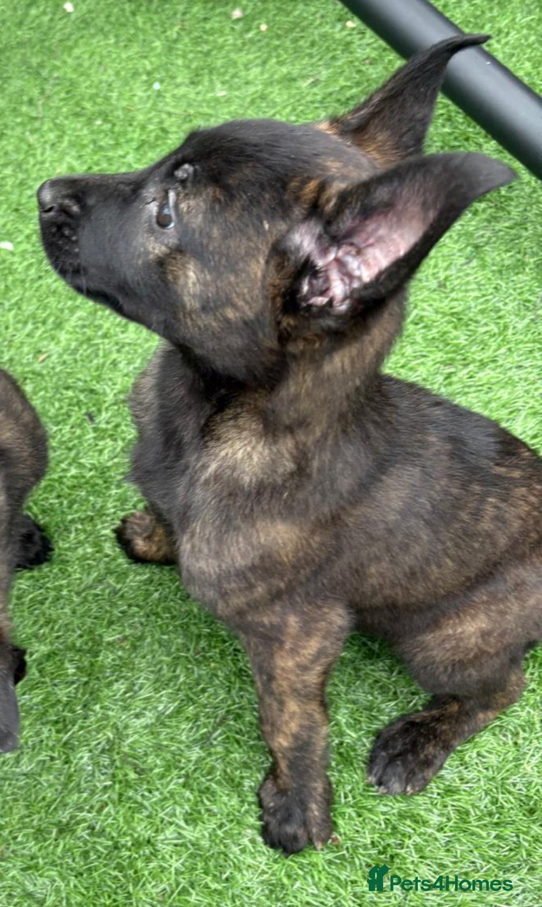 Belgian Shepherd Dog dogs for sale: Belgian malnois x Dutch sheppard puppies - Image 19