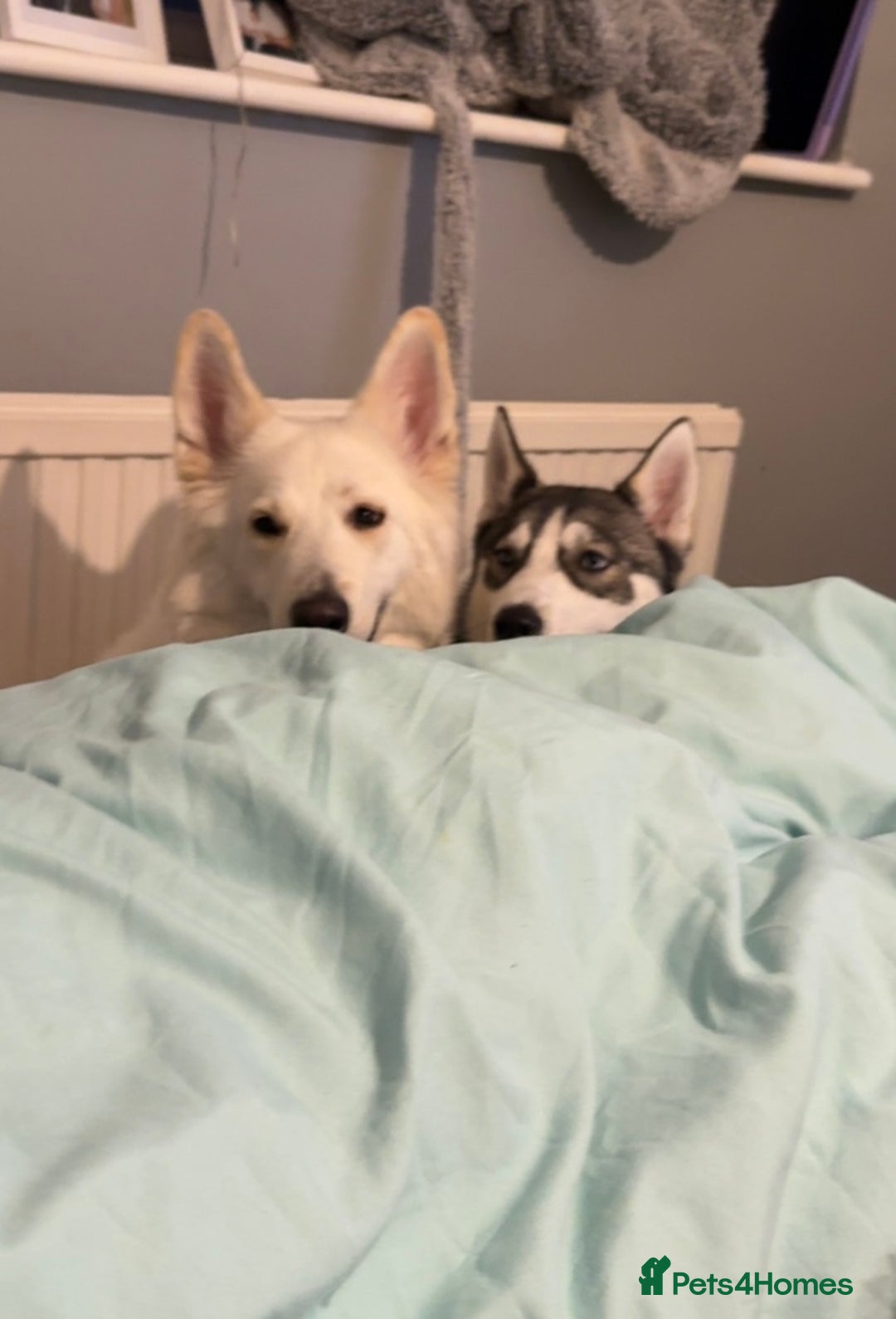 Siberian Husky dogs for sale: 9 month Husky Male - Image 7