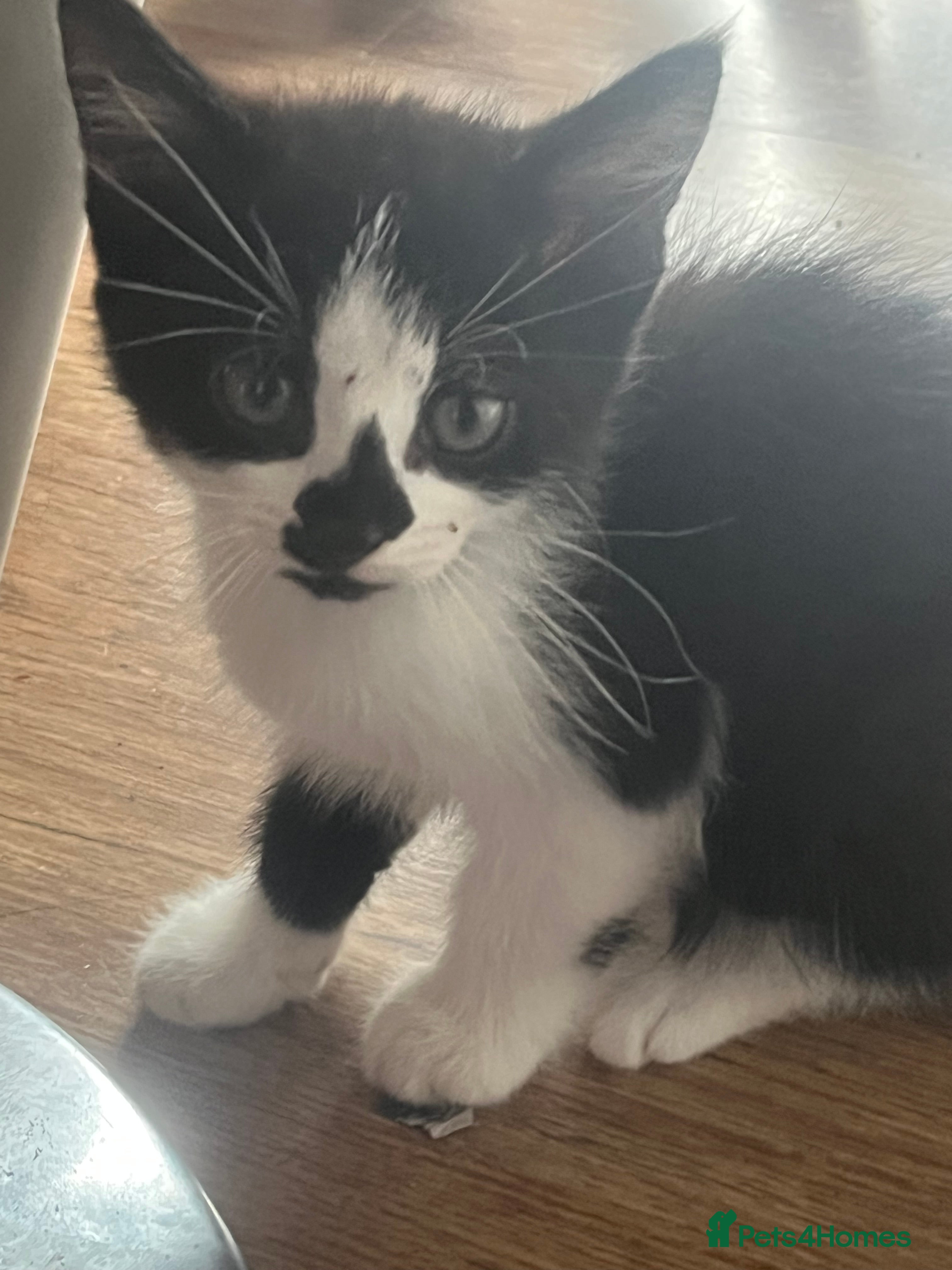 Mixed Breed cats Tuxedo kitten boy - Advert 4