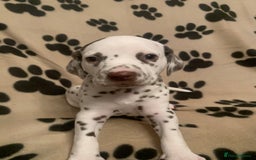 Dalmatian dogs for sale: KC Dalmatian Puppies  - Image 3
