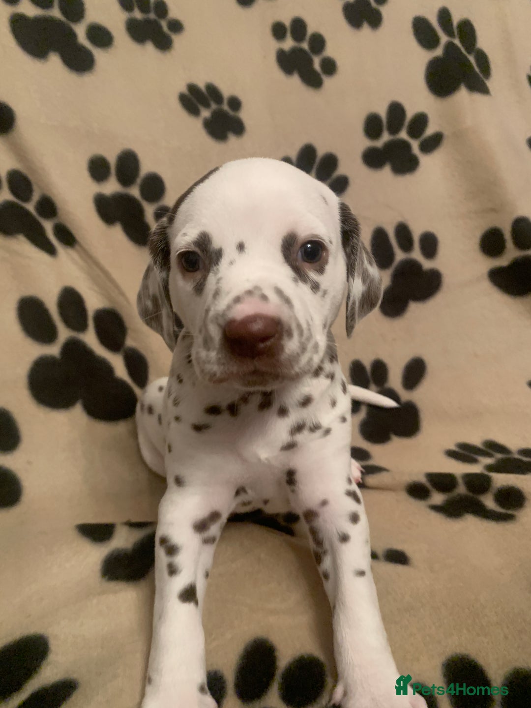Dalmatian dogs for sale: KC Dalmatian Puppies  - Image 3