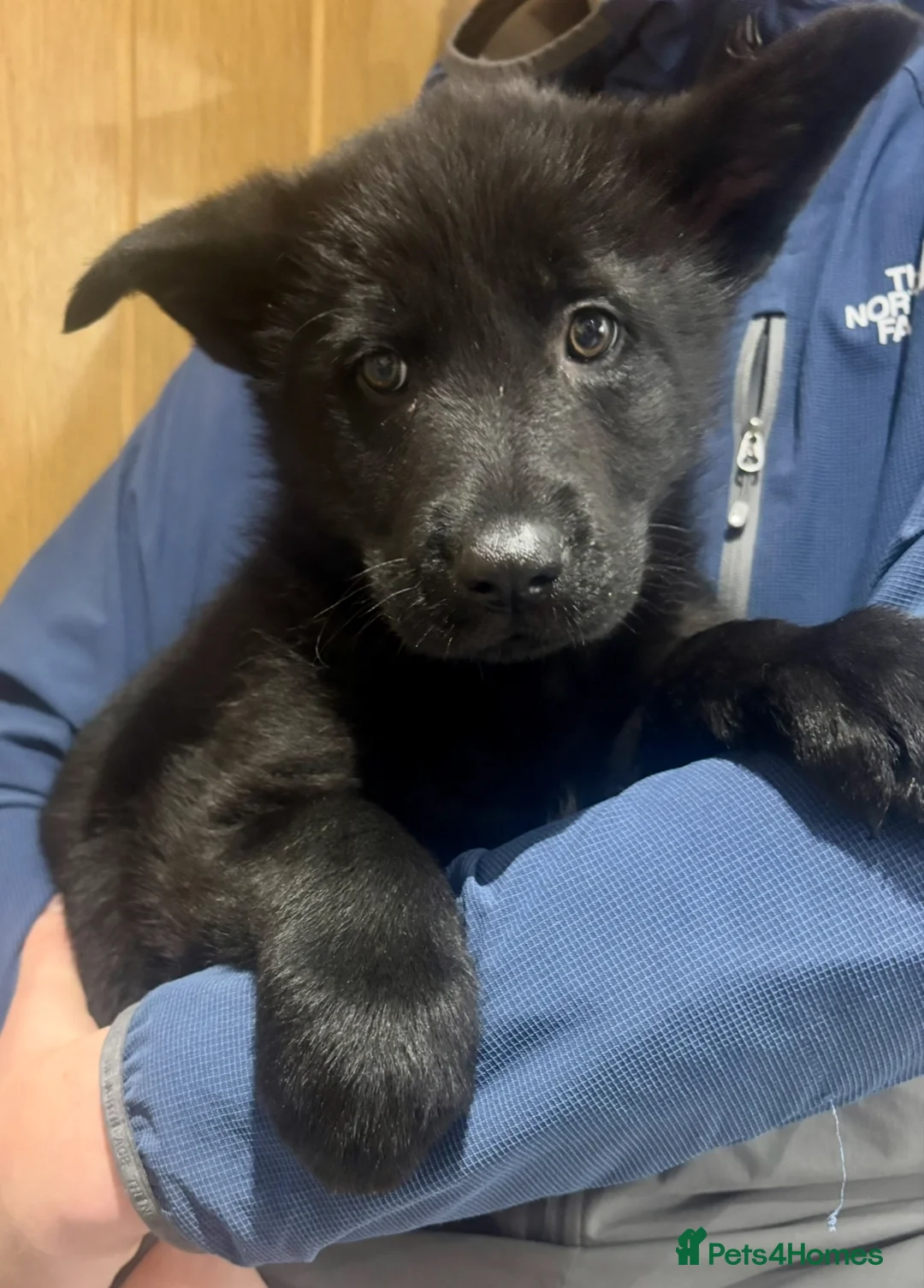 German Shepherd dogs for sale: Beautiful German Shepard puppies - Advert 11