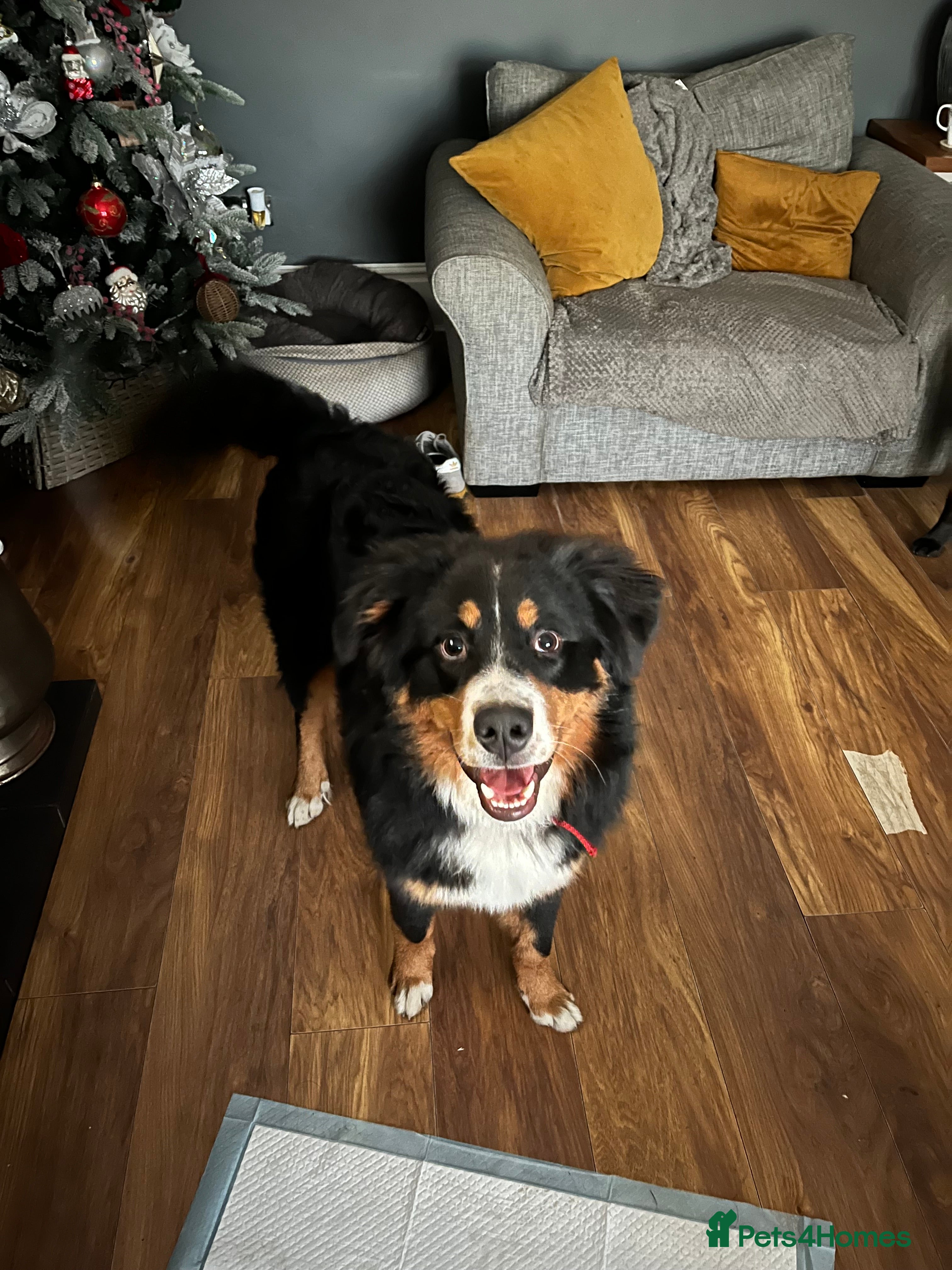 Mixed Breed dogs Male  3/4 Bernese mountain dog x border collie - Advert 3
