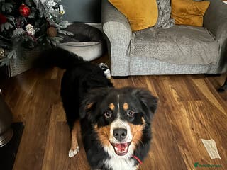 Mixed Breed dogs Male 3/4 Bernese mountain dog x border collie - Advert 3