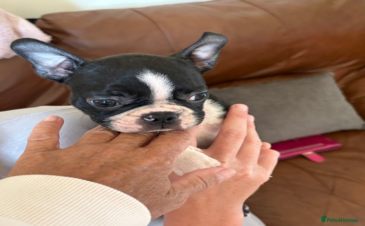 Boston Terrier dogs - Advert 2