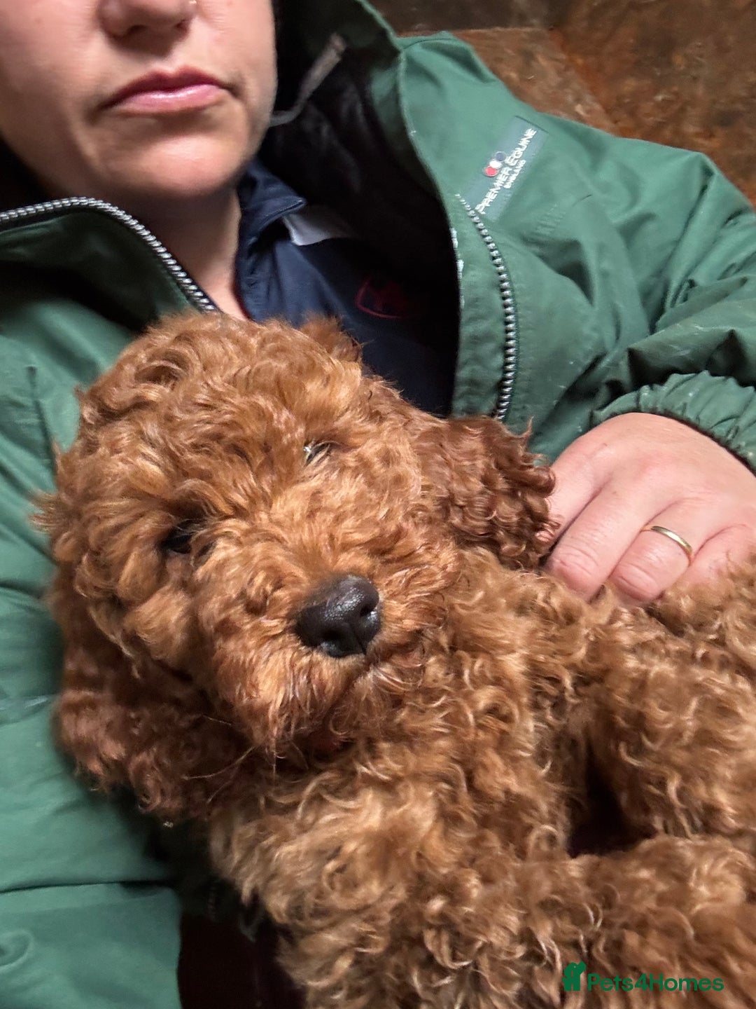 Cockapoo dogs for sale: Cockapoo pups ready now - Image 4