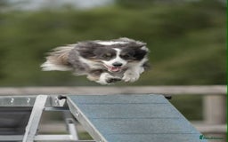 Border Collie dogs for sale: WINNING CRUFTS COMPETITORS. KC REG, HEALTH TESTED - Image 20
