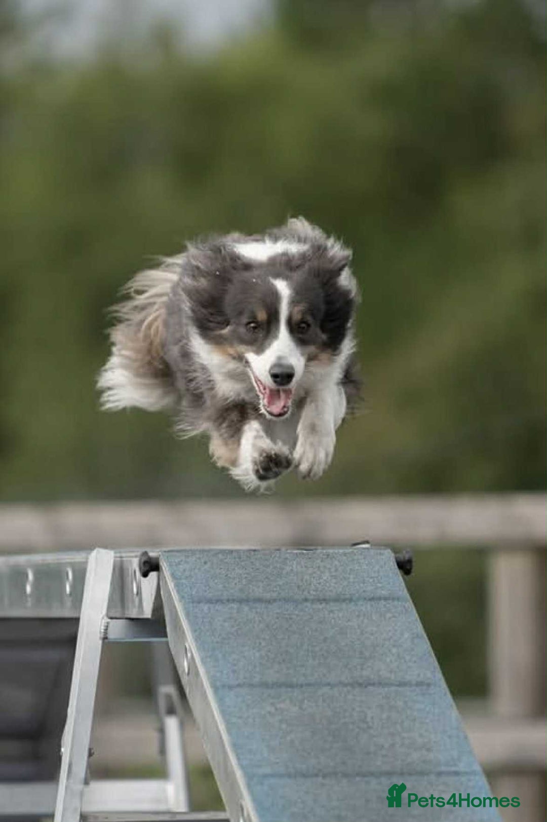 Border Collie dogs for sale: WINNING CRUFTS COMPETITORS. KC REG, HEALTH TESTED - Image 20