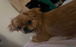 Shih Tzu dogs for sale: Femal Shiztu pup for sale  - Advert 1