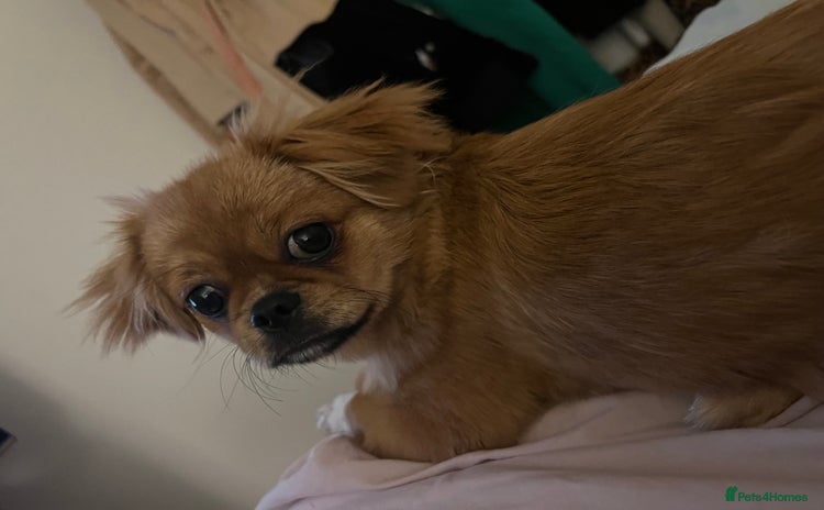 Shih Tzu dogs Femal Shiztu pup for sale  - Advert 1