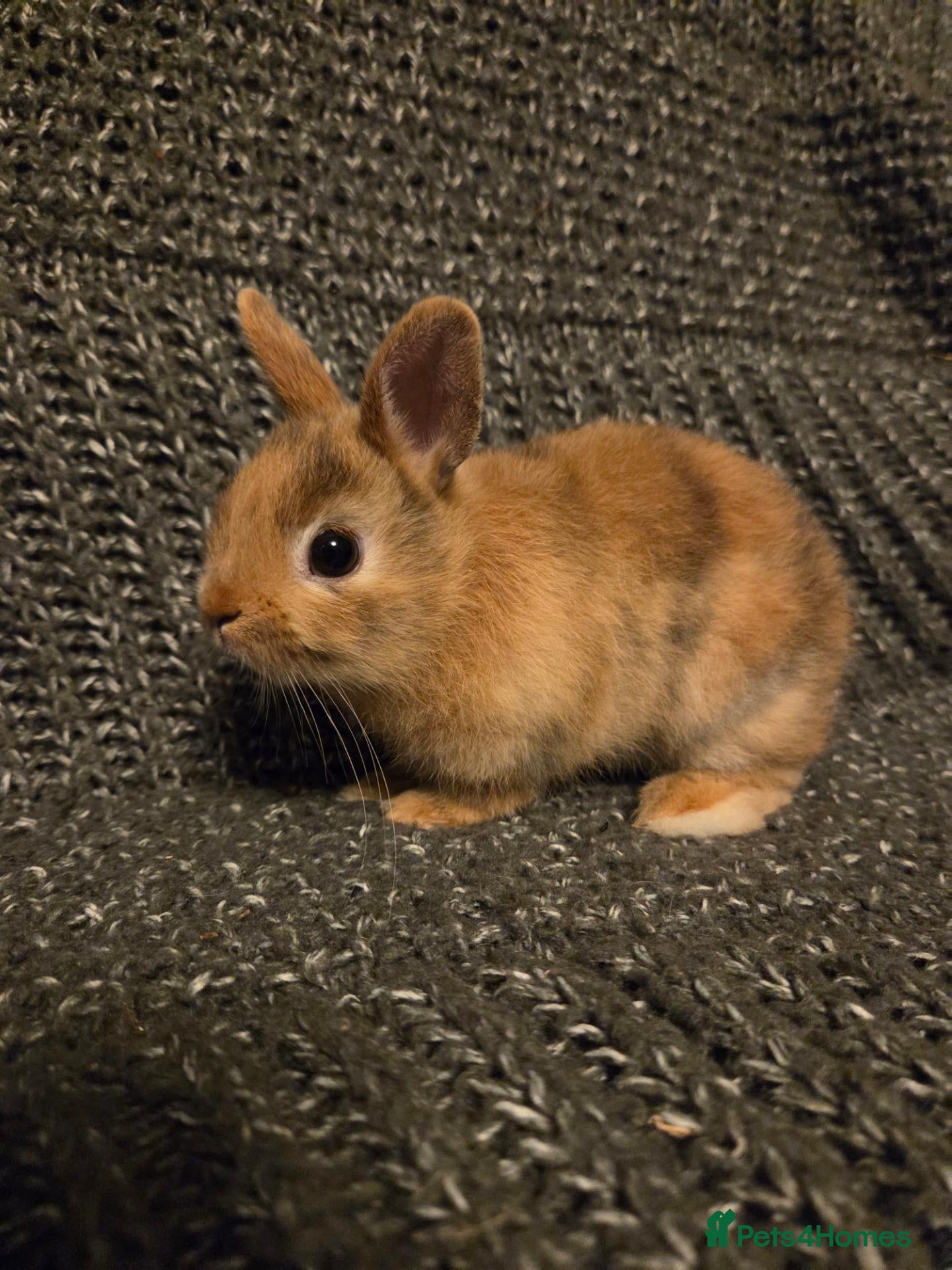 Netherland Dwarf rabbits 8wk old Blue Netherland Dwarf Girl & Boy - Advert 12