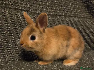 Netherland Dwarf rabbits 8wk old Blue Netherland Dwarf Girl & Boy - Advert 12