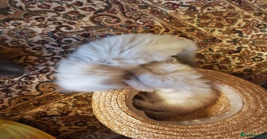 Siberian cats - Advert 7