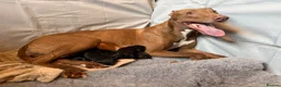 Mixed Breed dogs for sale: Beautiful lab lurcher pups  - Advert 12