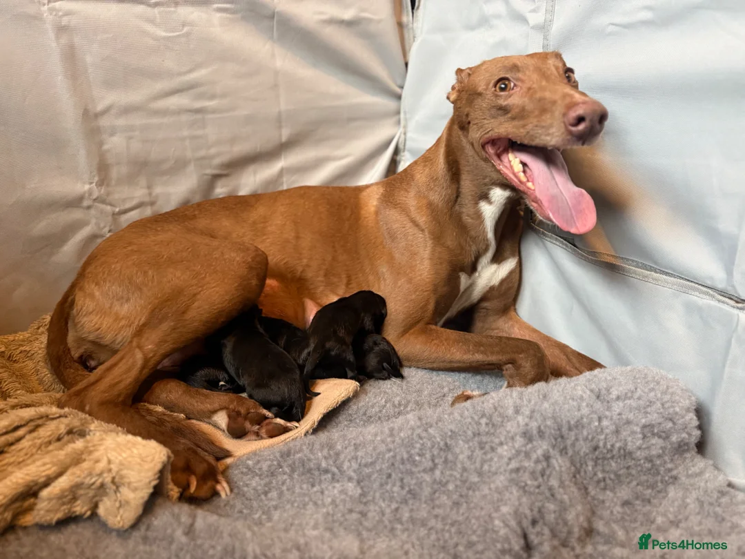 Mixed Breed dogs for sale: Beautiful lab lurcher pups  - Advert 12