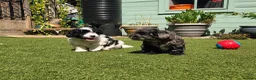 Lhasapoo dogs for sale: Stunning Lhasapoo Puppies. READY NOW! - Advert 5