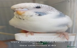 Budgerigars birds for sale: Superb home bred beautifully coloured baby budgies - Image 3