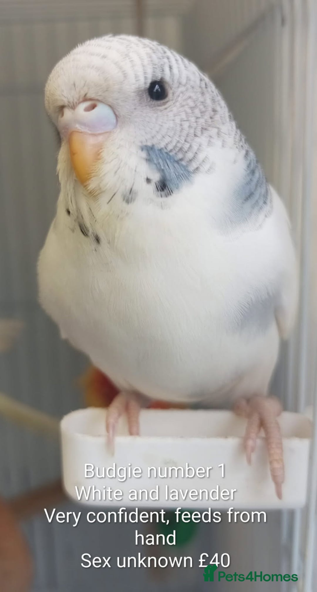 Budgerigars birds for sale: Superb home bred beautifully coloured baby budgies - Image 3
