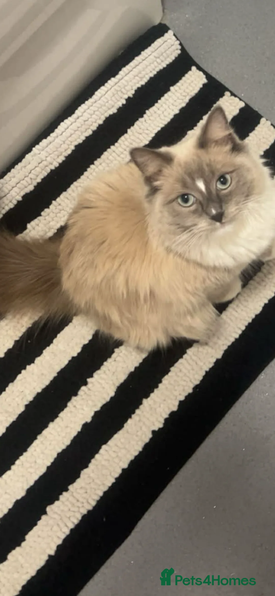 Ragdoll cats for sale: Pure breed ragdoll - Advert 3