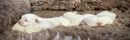 Maltese dogs for sale: Korean Maltese  - Advert 9