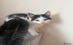 Mixed Breed cats for sale: 4 kittens for sale - Image 6